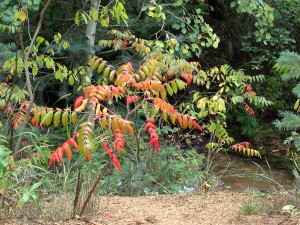 Of course, it might be some sort of poisonous weed instead of fall foliage.