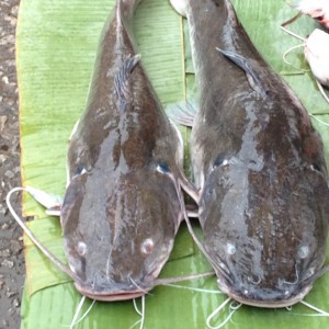 Several hundred boats a year are sunk by giant Mekong River catfish every year.